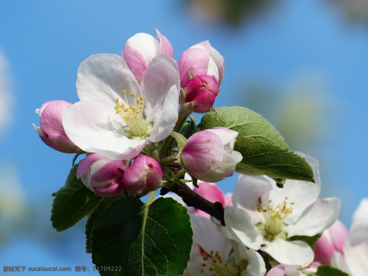 鲜艳 粉色 苹果花 苹果树 树花 花枝 粉色花朵
