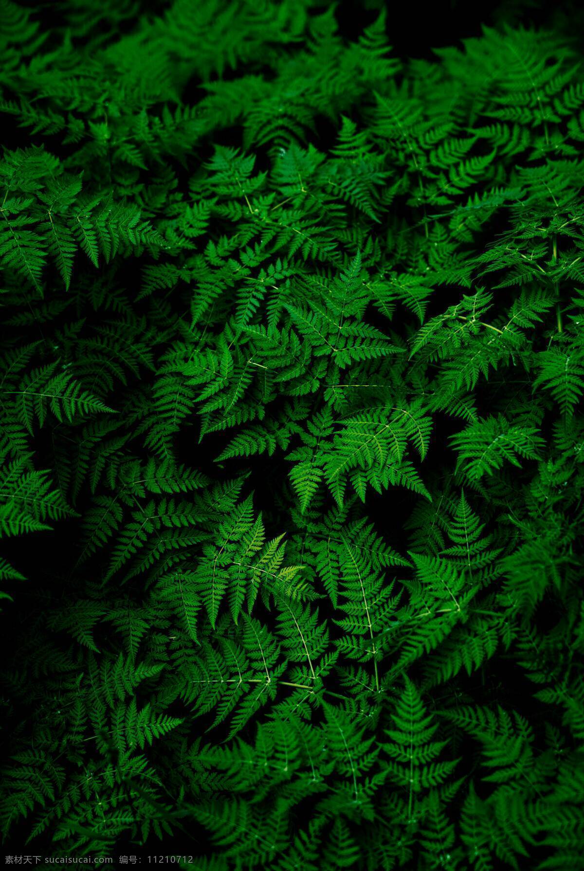 叶子 绿色 植物 唯美 电脑壁纸 手机屏保 背景 纹理 肌理 生物世界 树木树叶 树叶 落叶 树木植物