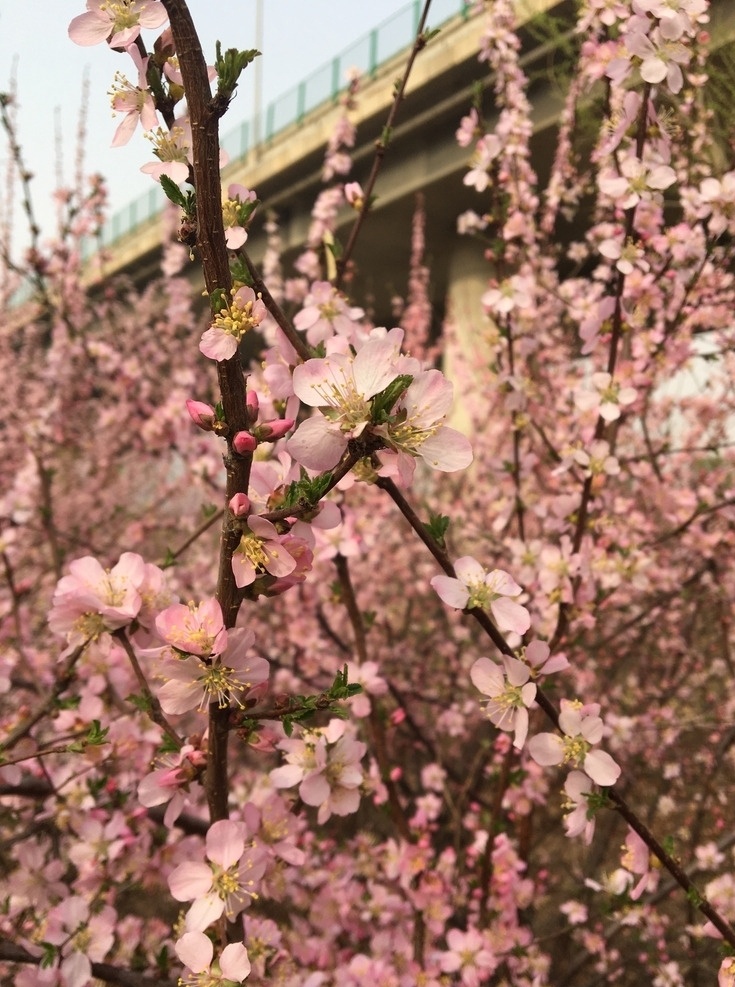 桃花 桃树 花开 春天 三月 风景 自然景观 自然风景
