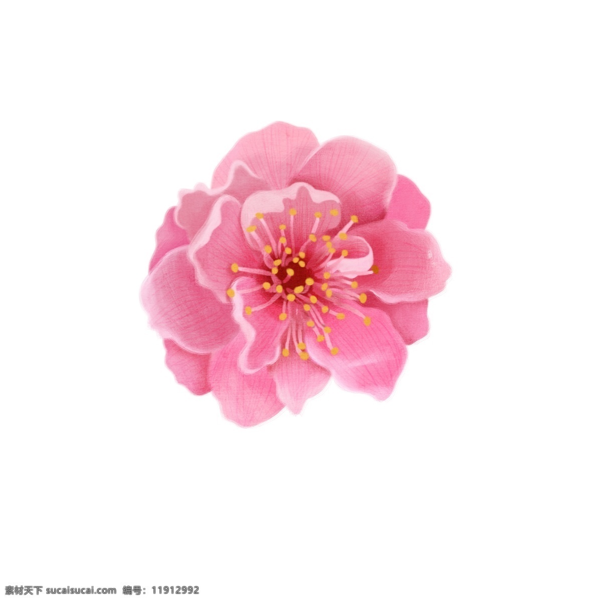 手绘 风 单 朵 桃花 插画 花朵 浪漫 植物 桃花节 粉红色