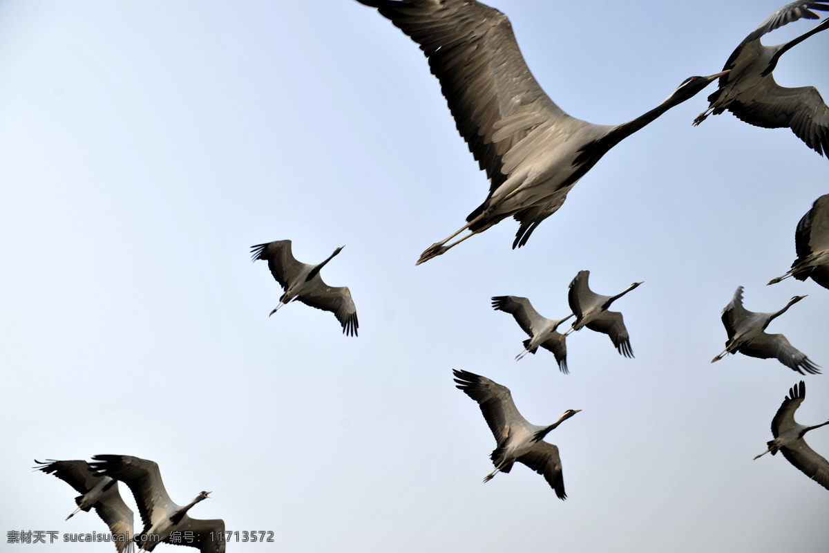 一飞冲天 鹤 飞翔 鸟类 自然 生态 生物世界