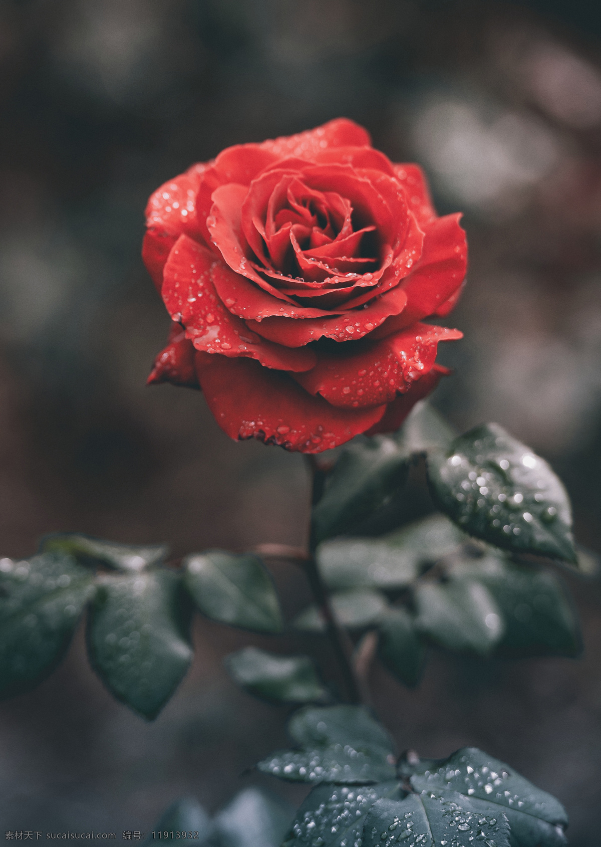 玫瑰花 植物 花朵 玫瑰 特写 红玫瑰 露珠 水珠