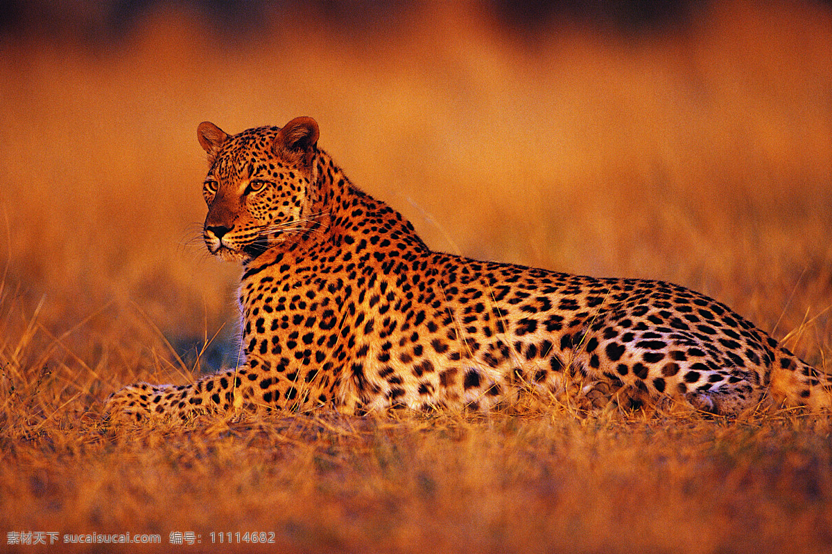 猎豹 豹子 豹 野生动物 动物世界 生物世界