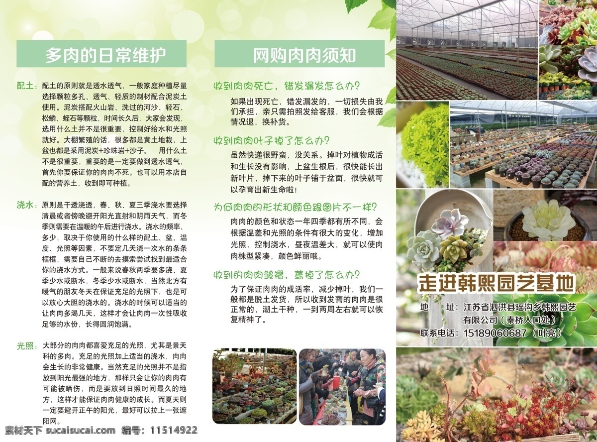 肉 植物 宣传页 多肉植物 三折页 售后服务卡 多肉养护 绿叶 荷包折 养护 原文件库 dm宣传单