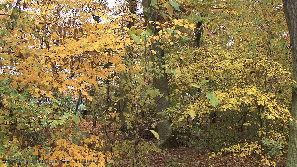 秋天 林木 存量 录像 德国 黄色 林 森林 视频免费下载 树木 叶 自然 改变颜色 其他视频