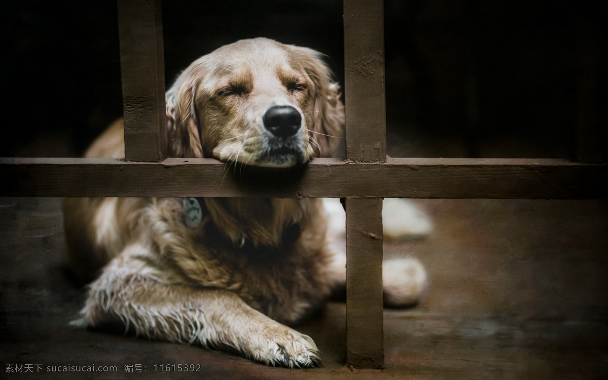 狗特写 狗素材 狗图片 狗写真 犬 宠物狗 黑狗 白狗 小狗 大狗 狗壁纸 狗狗 宠物 萌犬 狗摆拍 摄影动物 生物世界 家禽家畜