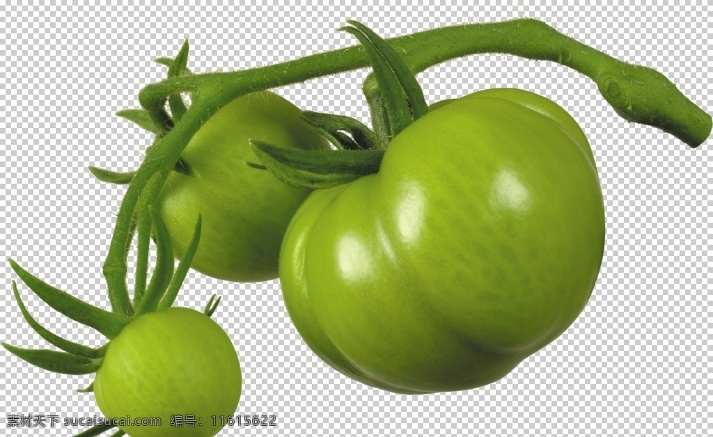 绿番茄 绿西红柿 绿柿子 青柿子 青番茄 洋柿子 番茄 粉柿子 红柿子 png图 透明图 免扣图 透明背景 透明底 抠图 生物世界 蔬菜