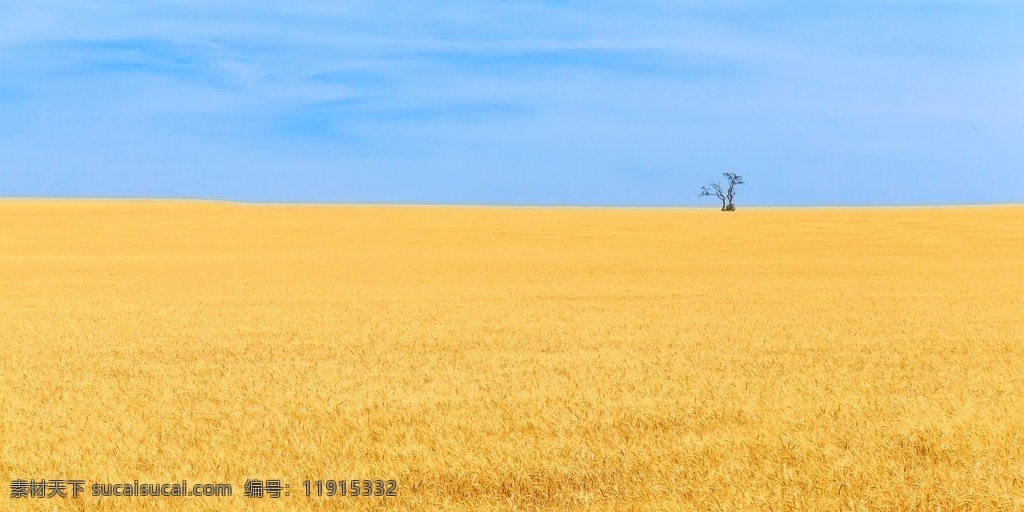 金色麦田 麦田 小麦 农田 麦穗 阳光 麦子丰收 成熟的小麦 金色 金黄 麦子地 广阔的 旅游摄影 国外旅游