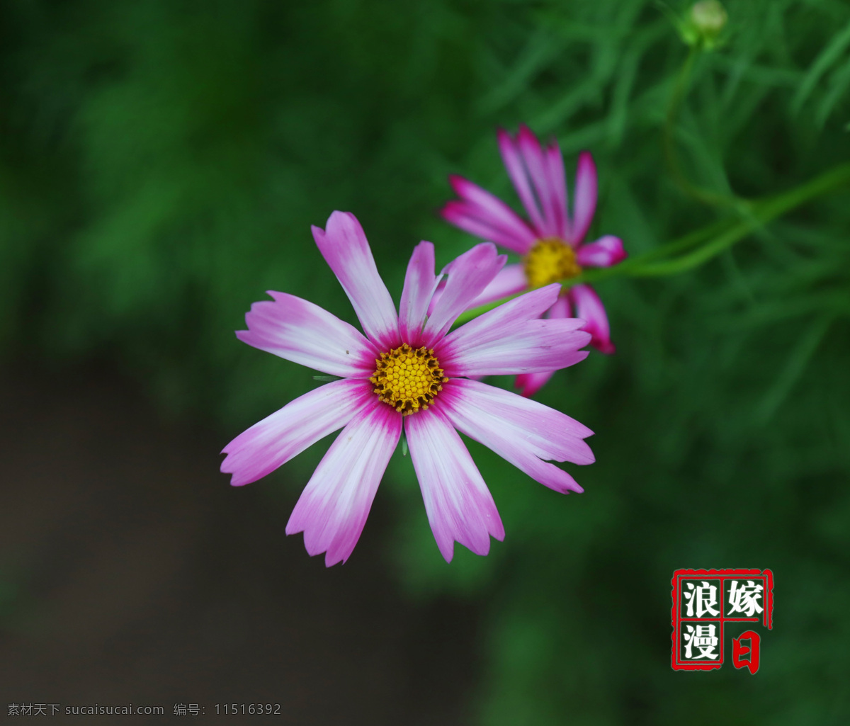 粉红花 植物 花卉 鲜花 红色 绿叶 生物世界 花草