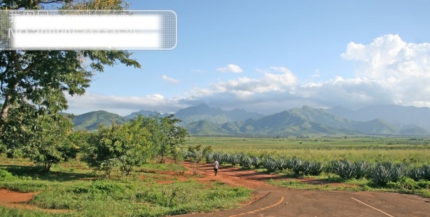 坦桑尼亚 莫罗 戈罗 郊区 剑麻 种植地 群山 摄影图 树 田园 田园风景 植物 自然 自然景观 剑麻种植地 国外风光 风景 生活 旅游餐饮