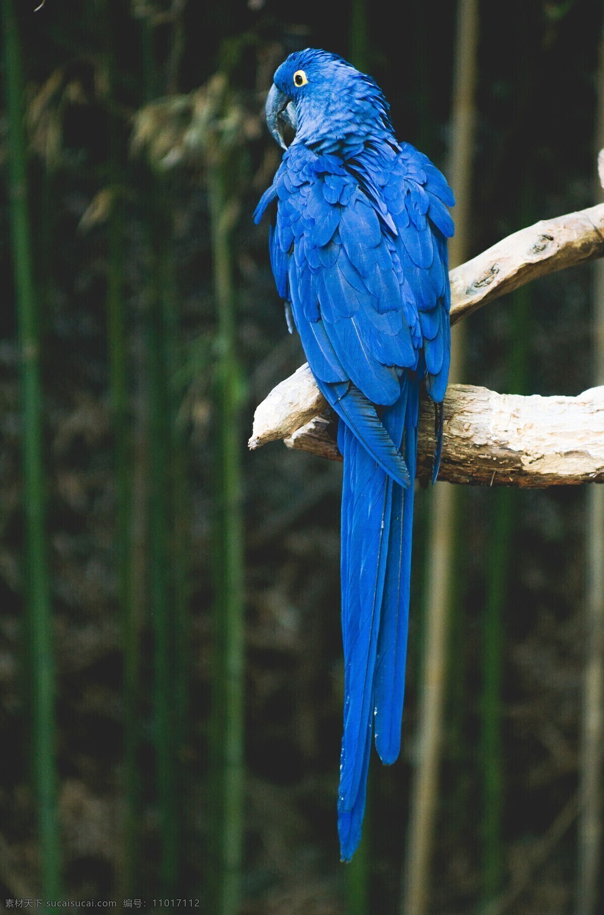 蓝色的鹦鹉 鹦鹉 八哥 蓝色的鸟 漂亮的鸟 失去自由的鸟 鸟类 生物世界 摄影图片