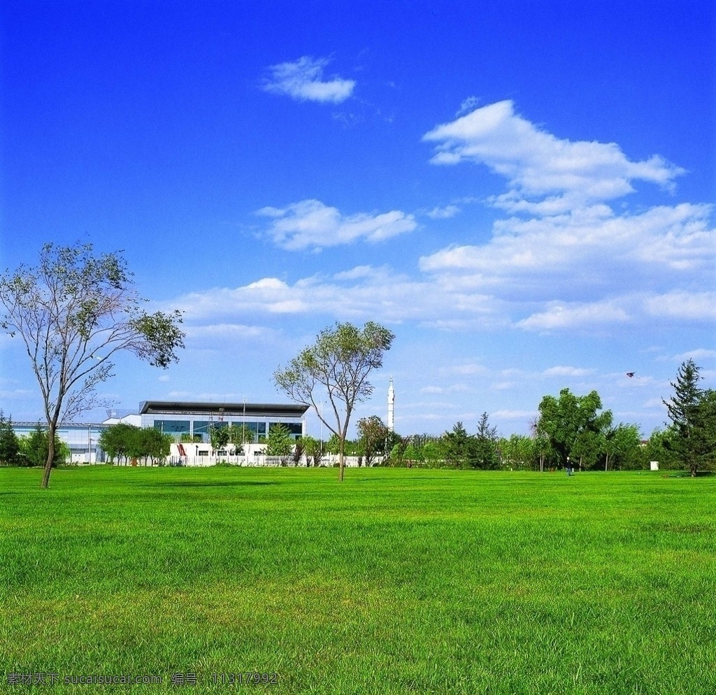 青草地 阳关 白云 蓝天 树 草地 自然风景 自然景观