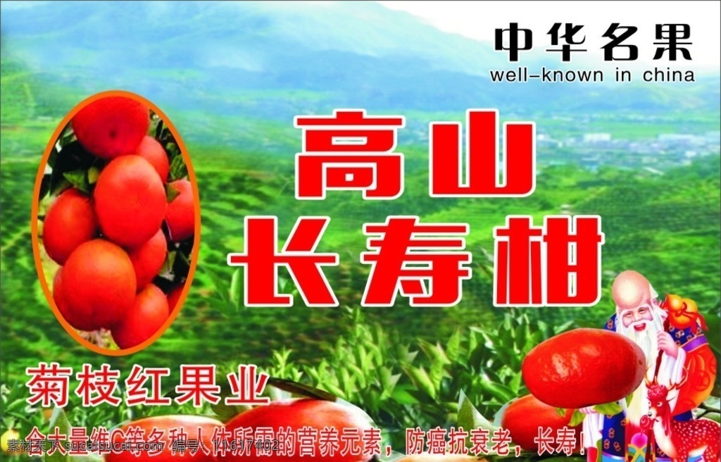 长寿柑 橘子 高山长寿柑 中华名果 延年益寿 寿星 老人 寿星老人 高山 果林 果树林 红橘 园林景色