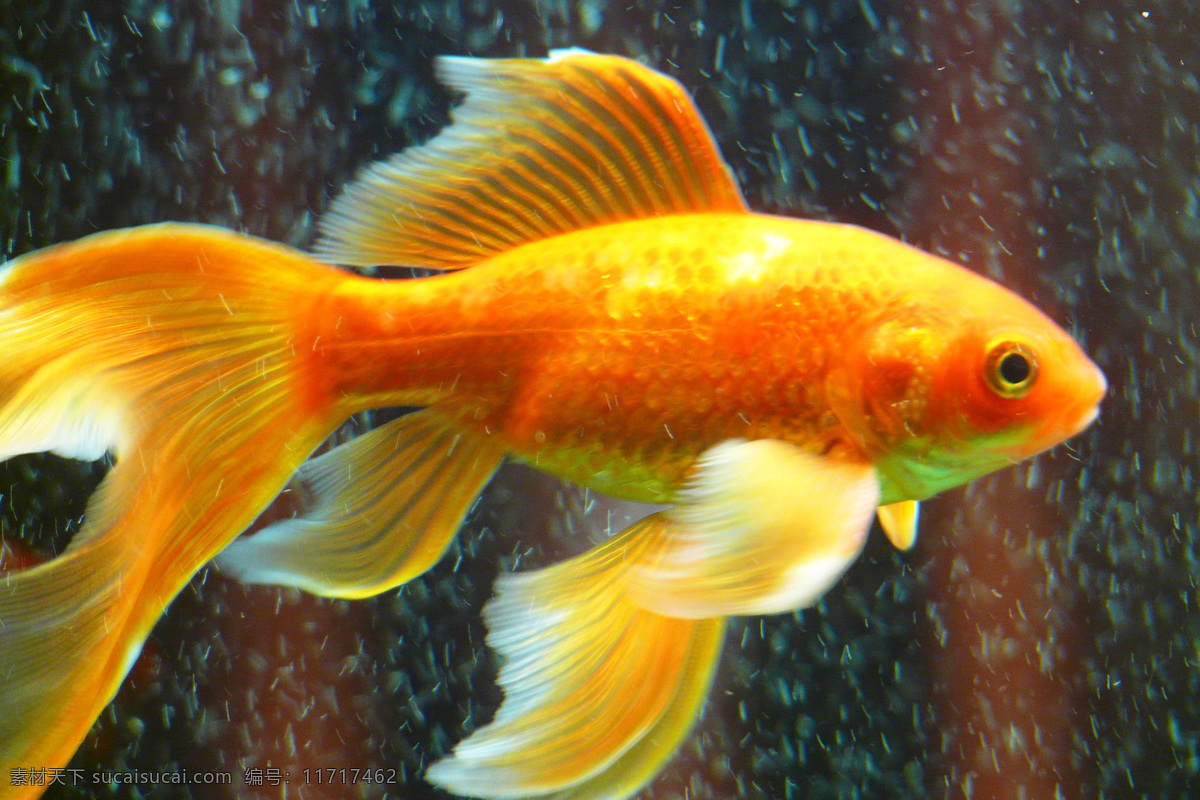 金鱼 carassius auratus 金鲫鱼 鲫鱼 gold fish