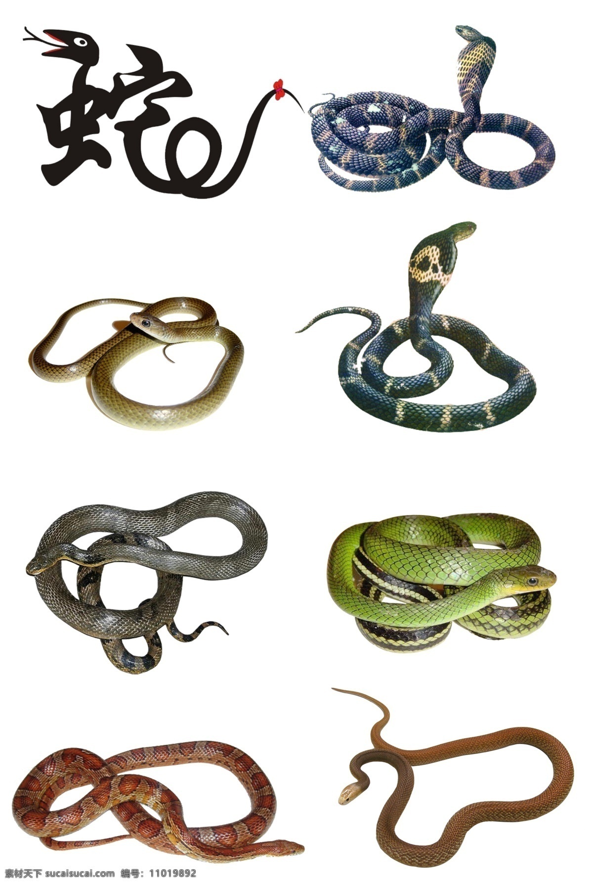 蛇 眼镜蛇 青蛇 肉食蛇 响尾蛇 各种类蛇 分层 源文件