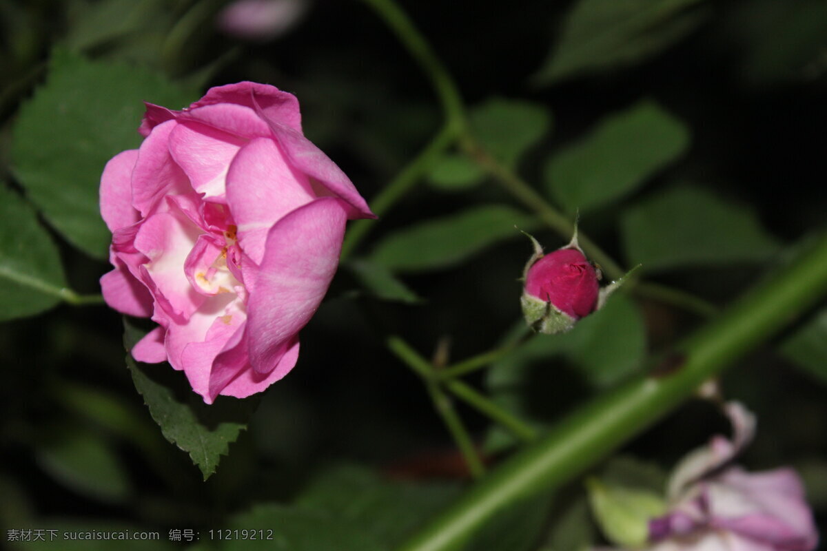 花 花草 花卉摄影 花卉素材 生物世界 月季 月季花 春季花卉 草本花卉 夜色花卉 景观花卉 psd源文件
