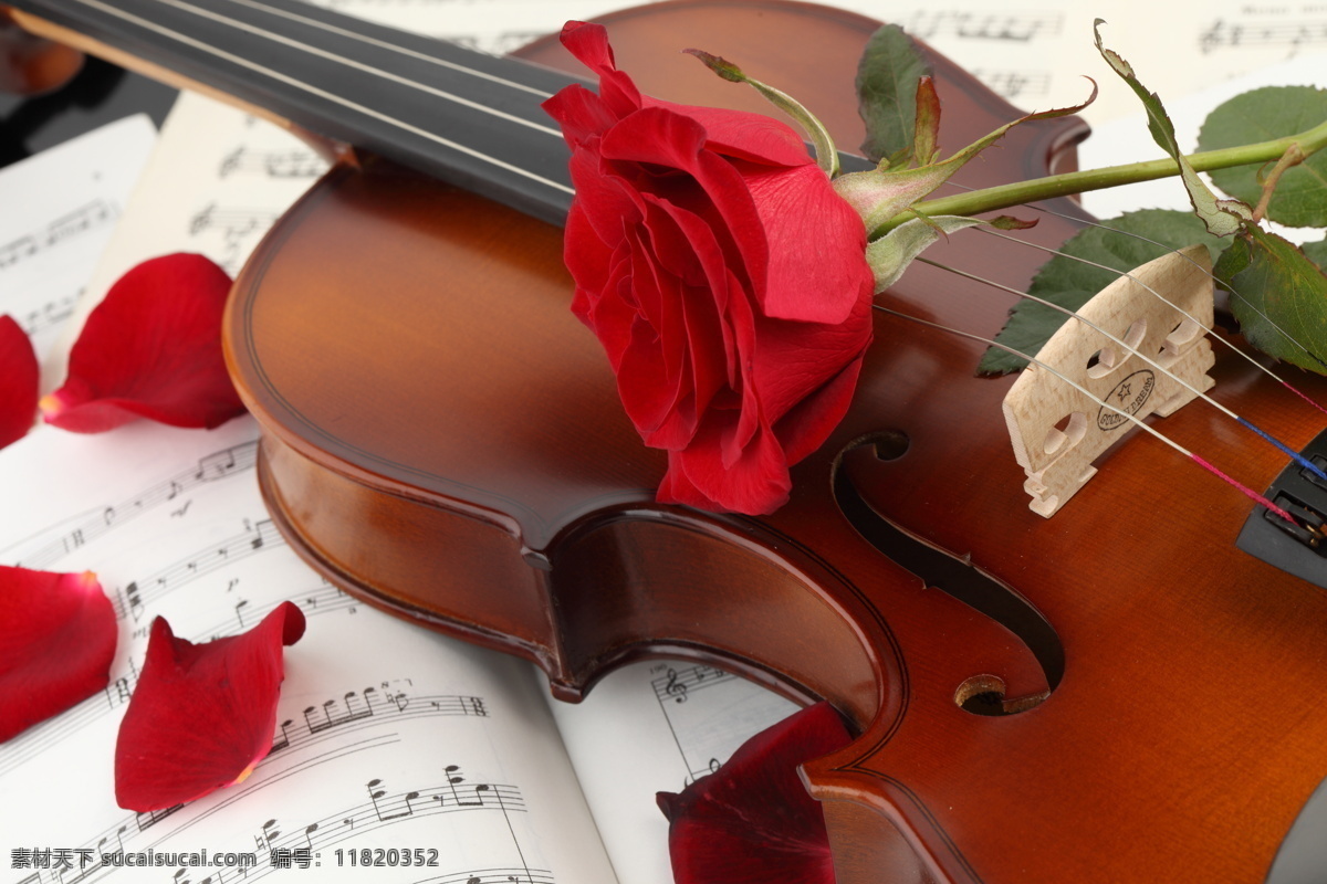 小提琴与音符 小提琴 乐谱 音符 中提琴 文化艺术 玫瑰 玫瑰花 鲜花 音乐 影音娱乐 生活百科 红色