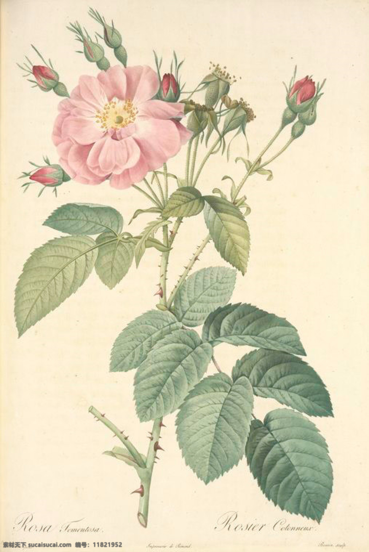 复古 油画 玫瑰 花卉 花 手绘 艺术名画 植物图 文化艺术