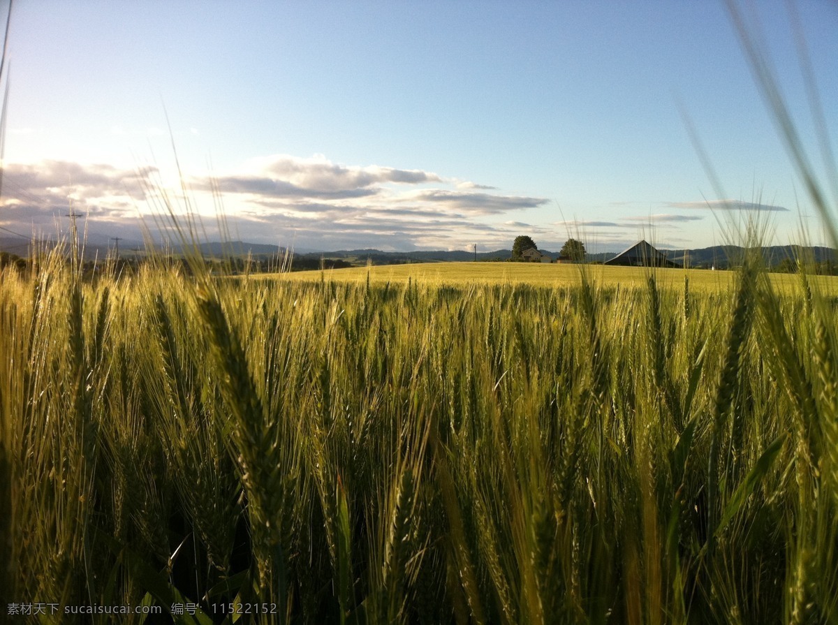 小麦 麦穗 小麦特写 麦地 田园 小麦素材 粮食 麦田 麦子 北方粮食 摄影图片 现代科技 农业生产