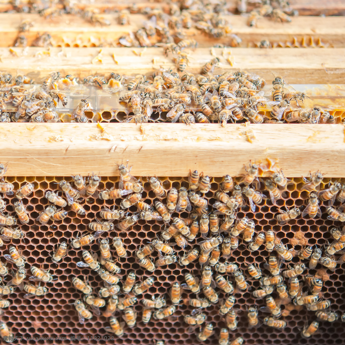 养殖的蜜蜂 蜜蜂养殖 蜂巢 蜂窝 蜜蜂 蜜蜂摄影 昆虫动物 其他类别 餐饮美食 白色