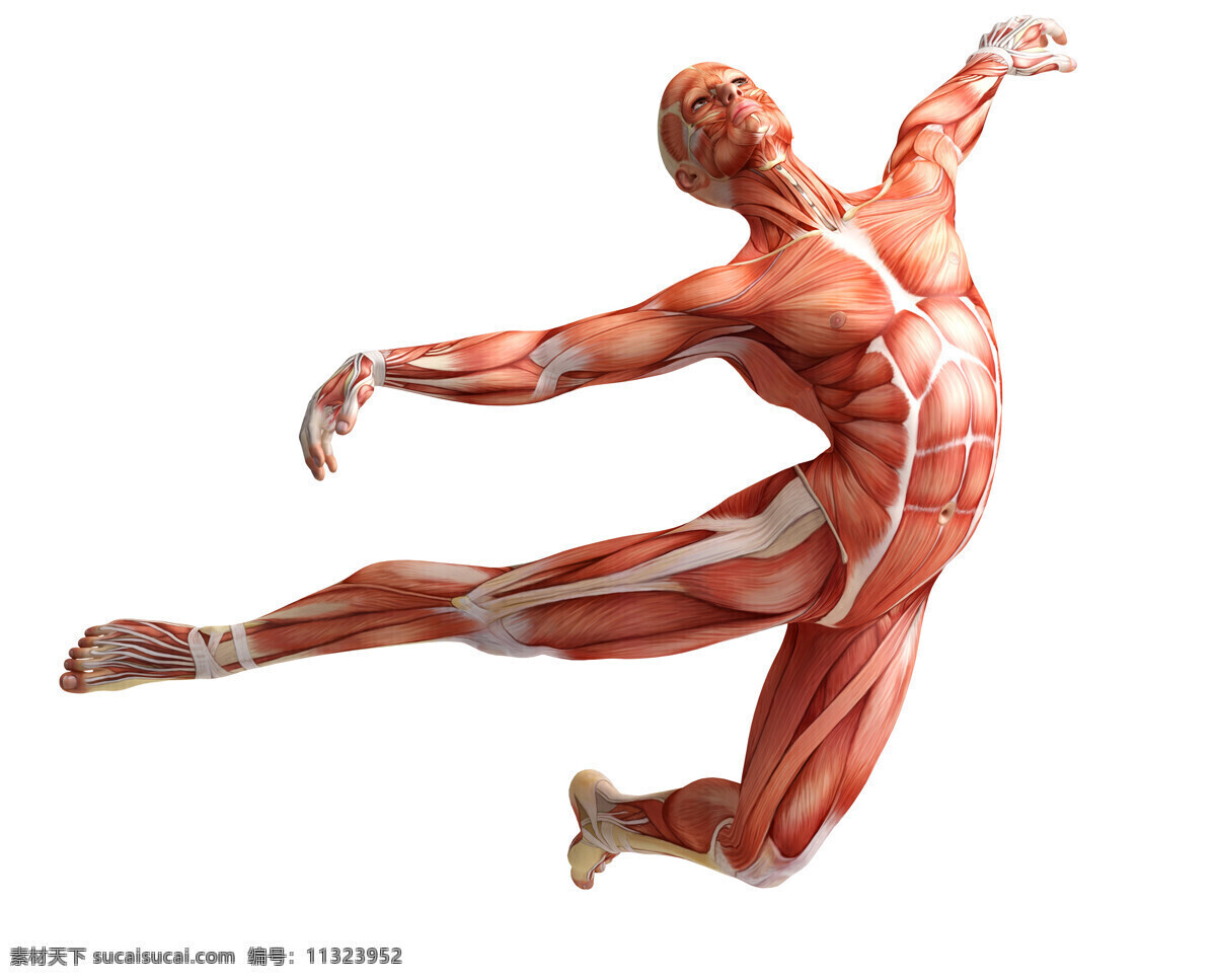 男性人体 人体肌肉 肌肉 人体结构 人体解刨 西医 医院 人体构造 皮下肌肉 医学 人体工学 女性肌肉 女性器官 肌肉分布 肌肉结构 人体研究 生命科技 立体人体 三维人体 人物图库 男性男人