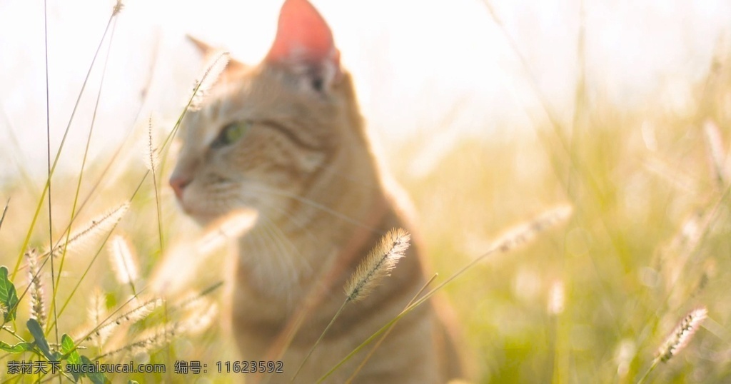 沐浴 阳光 猫咪 阳光的猫咪 实拍 动物 高清实拍 小可爱 多媒体 实拍视频 动物植物 mp4