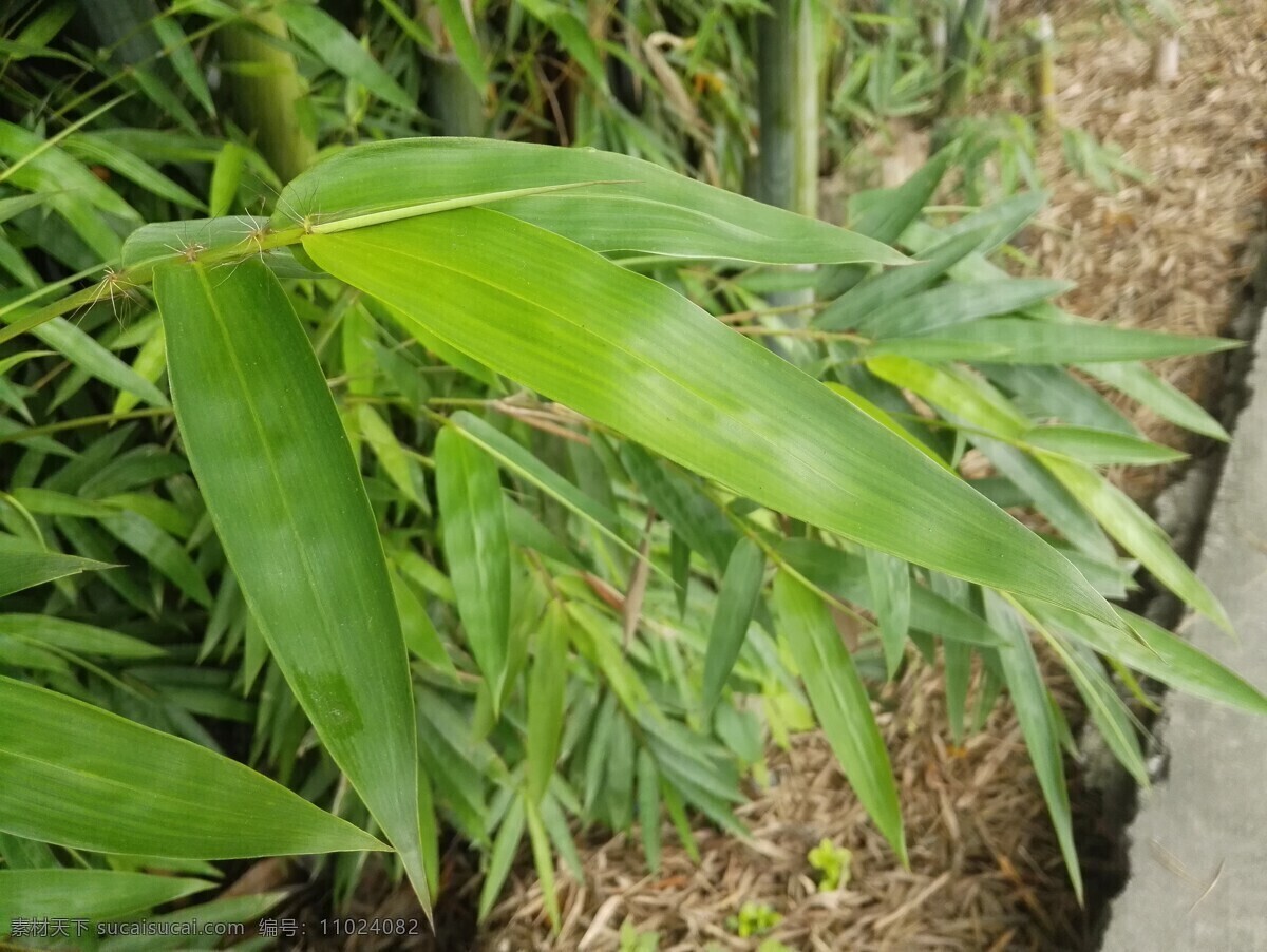 竹叶 叶 绿叶 近景 竹 竹竿 竹林 背景 植物 生物世界 树木树叶