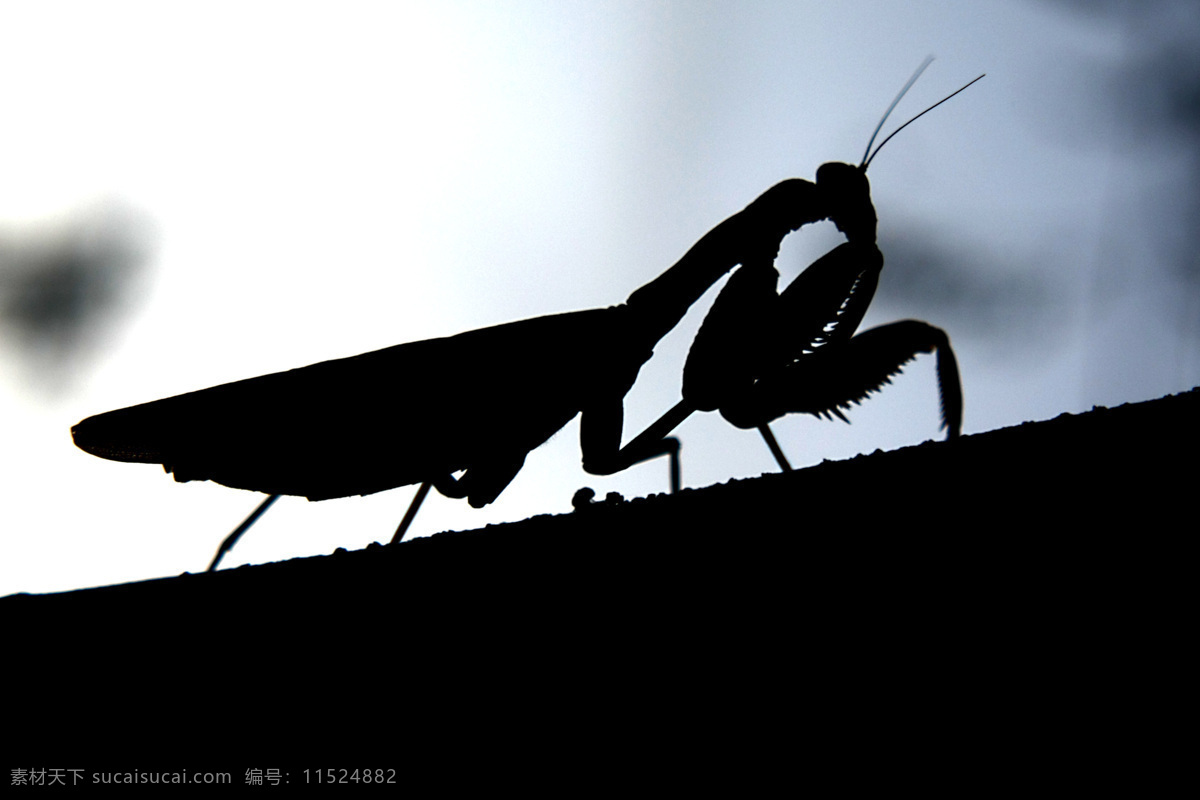 虫子 大图 黑白 剪影 昆虫 逆光 螳螂 螳螂剪影 微距 唯美 微距摄影 生物世界 psd源文件