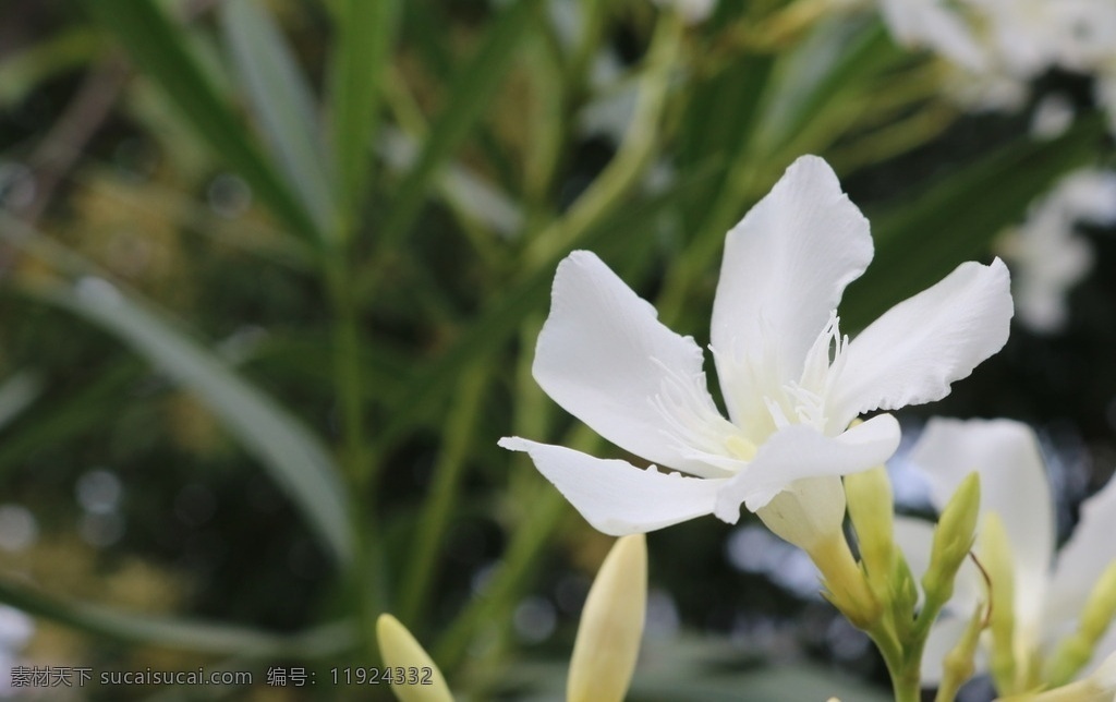 夹竹桃 花 白花 夹竹桃花 花瓣 生物世界 花草