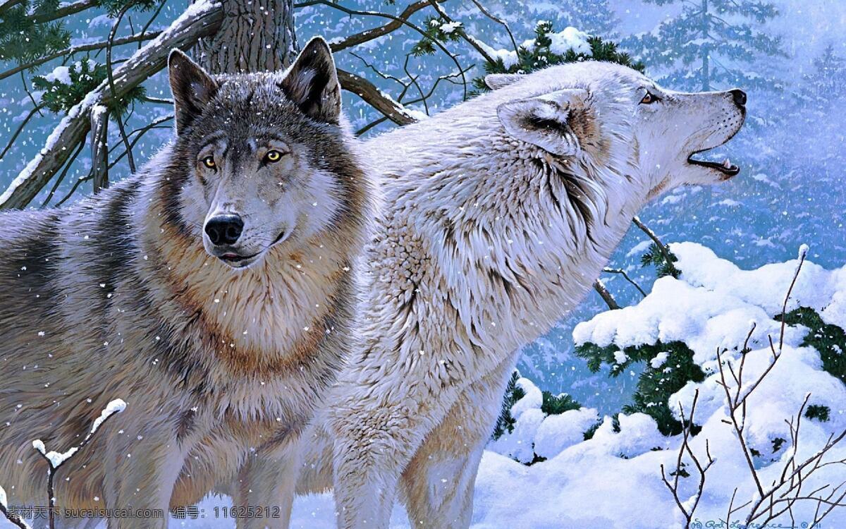 狼头 雪景 雪狼 野生动物 野狼 生物世界