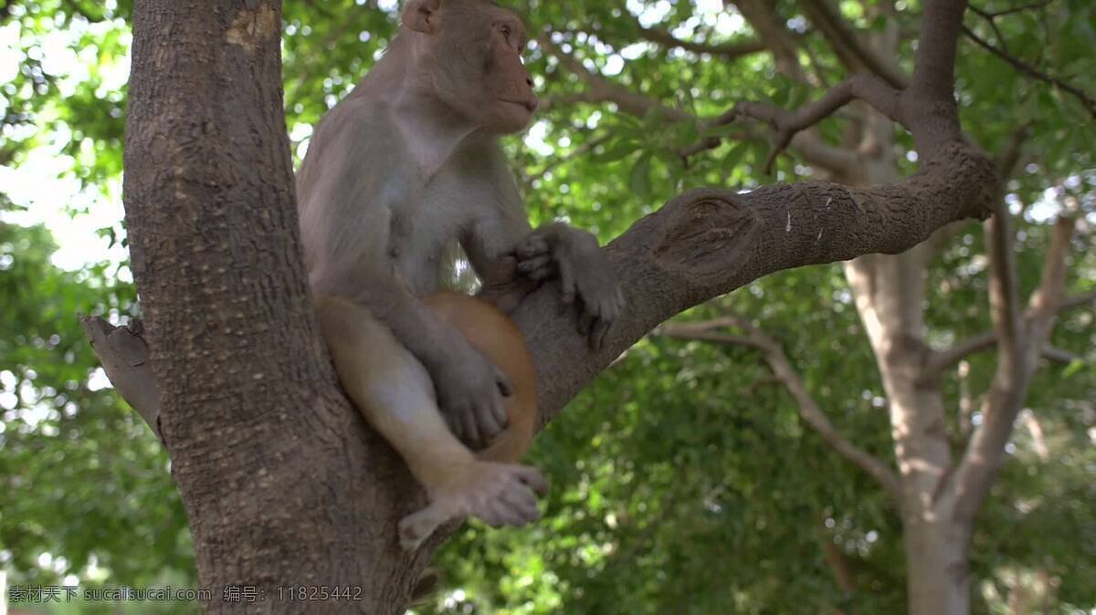猴子坐在树上 动物 自然 猴子 树 坐 野生的 灵长类动物 自然的 印度 亚洲的 亚洲 india17