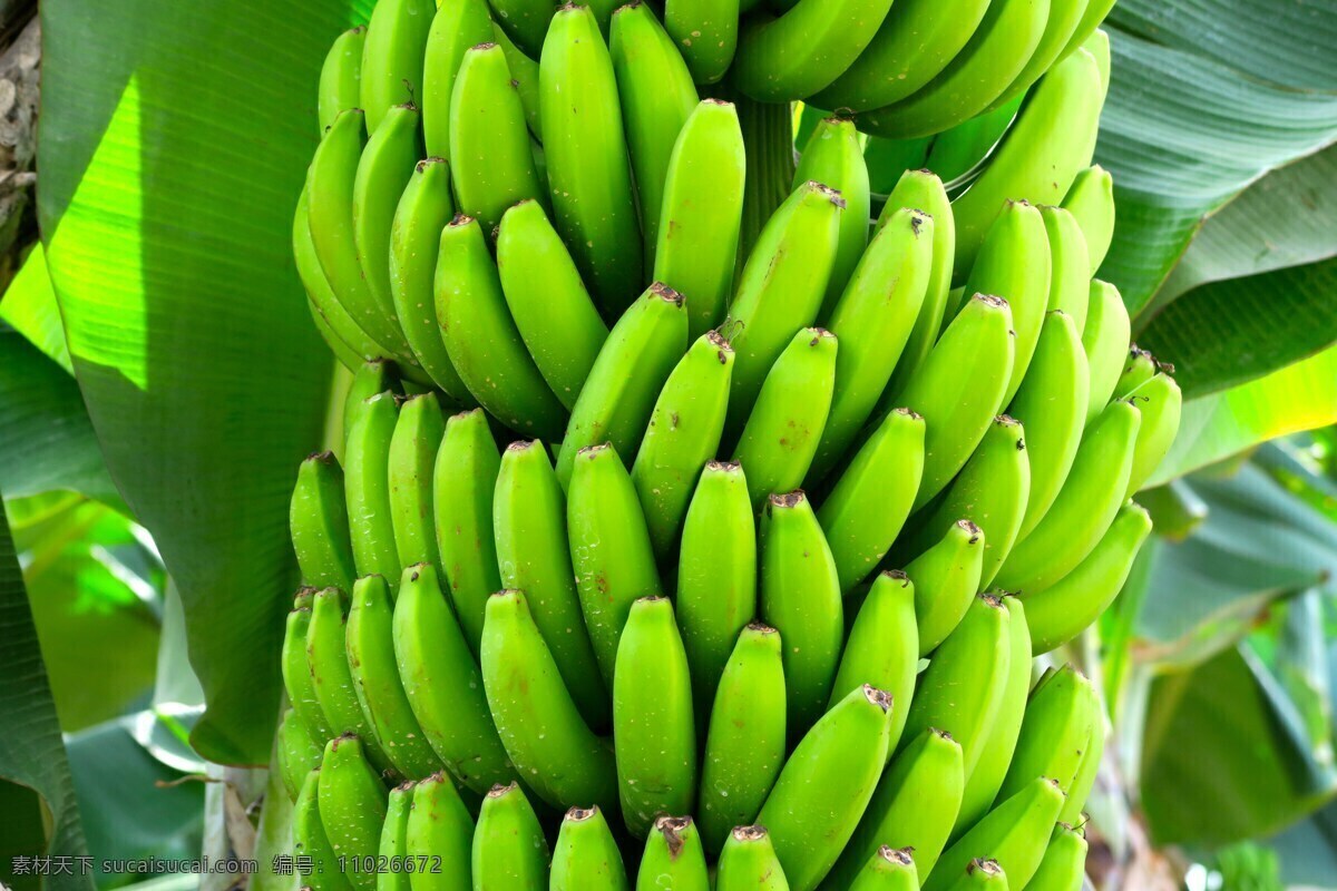 水果 生香蕉 水果果实 鲜果蔬果 创意香蕉 切片香蕉 香蕉片 奶蕉 香蕉促销 超市水果促销 超市促销海报 水果促销海报 香蕉促销海报 蔬菜瓜果 餐饮美食 饮料酒水