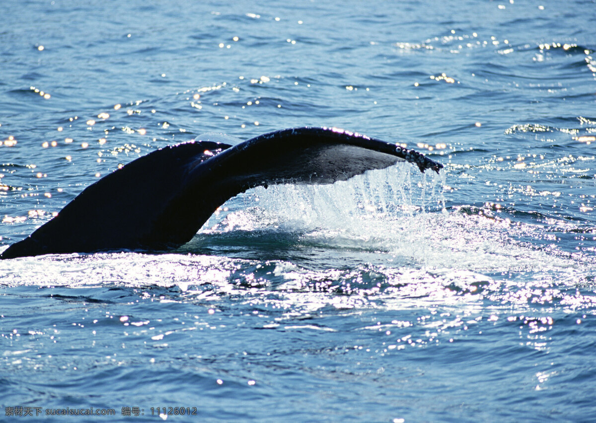 鲸鱼 尾巴 动物世界 生物世界 海底生物 大海 水中生物