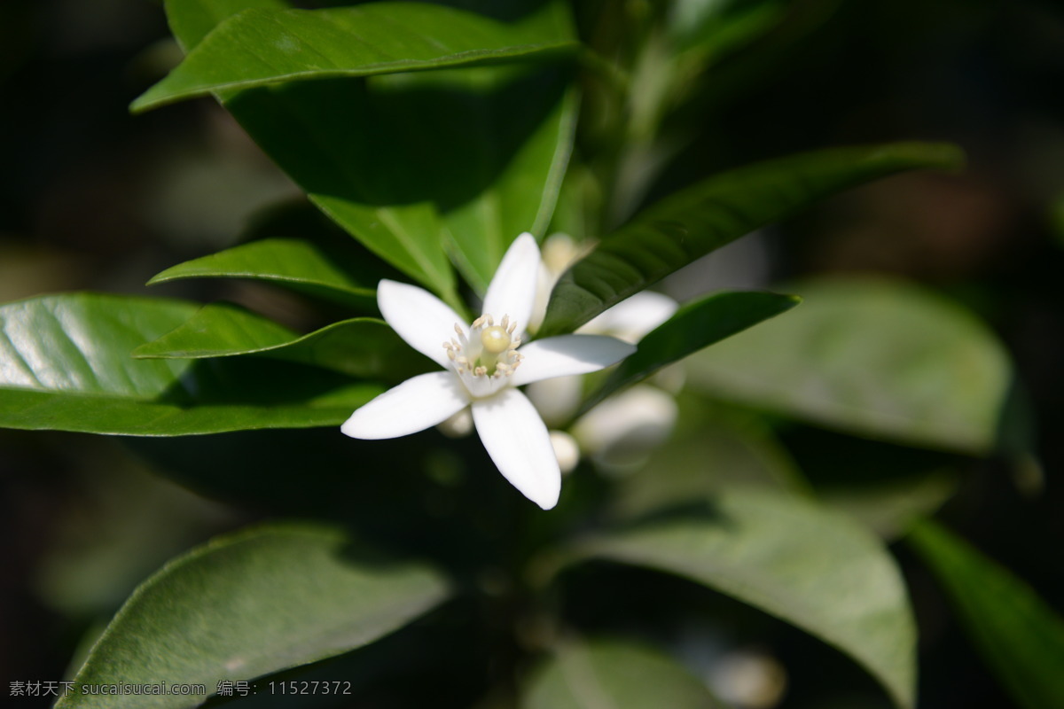 脐橙花开 春天 气息 开花 春暖 花开 生物世界 花草