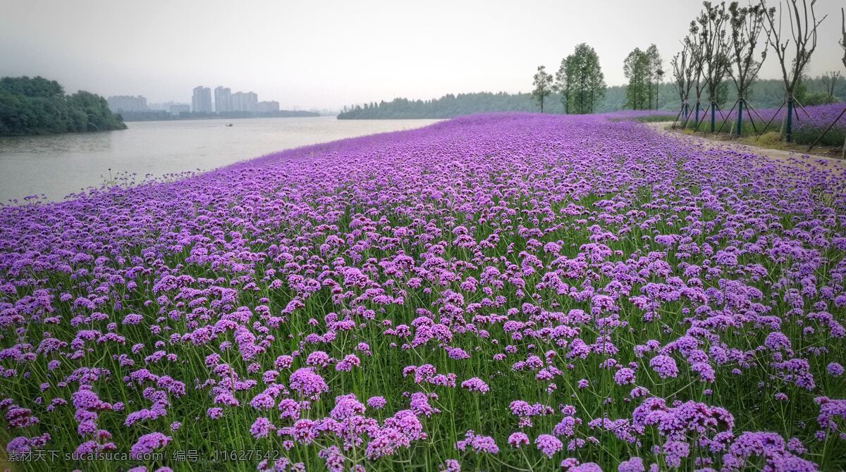 马鞭草 花 紫色花海 背景 自然 春天 季节 金银湖风景 生物世界 花草