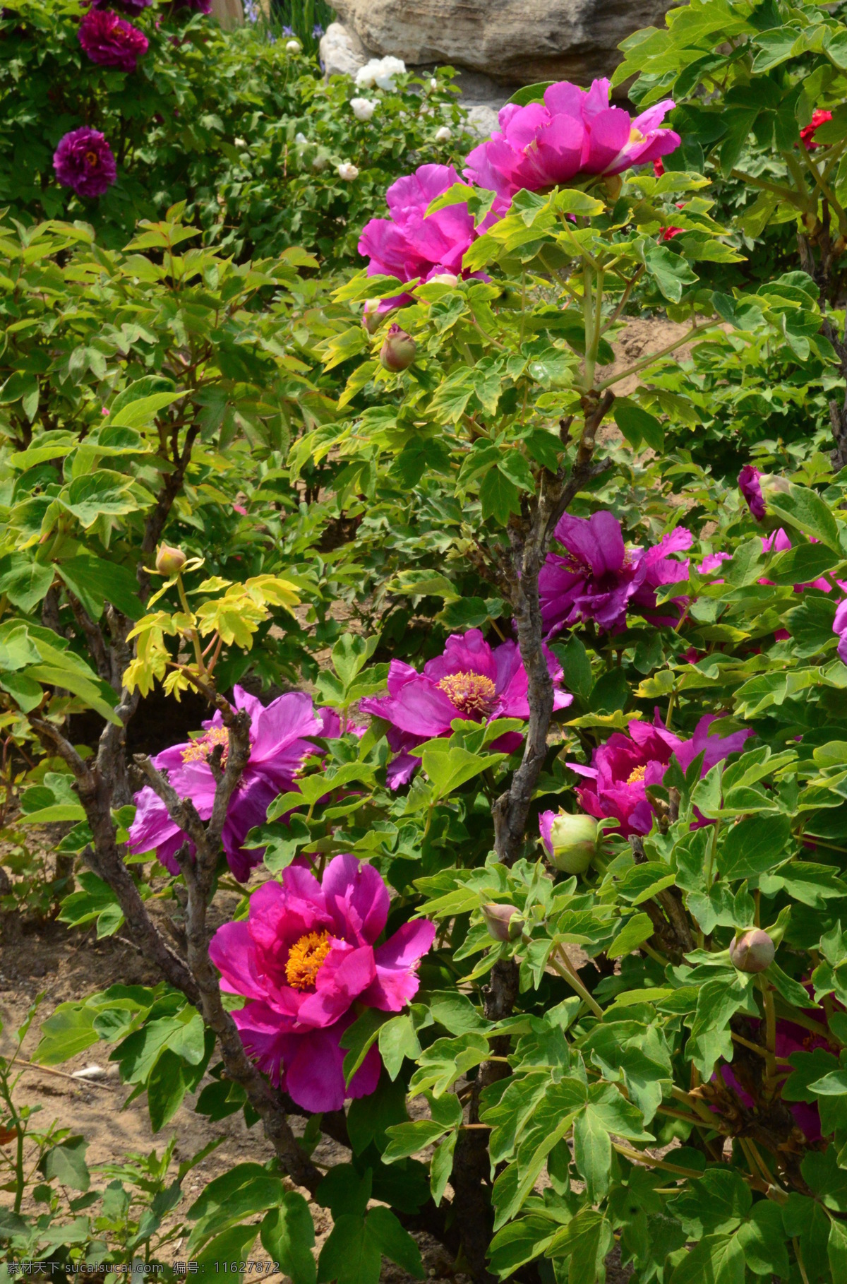 牡丹花 牡丹 观赏花卉 鼠姑 木芍药 百雨金 洛阳花 花朵 花瓣 花蕊 花卉 花儿 花草 植物 园林绿化 绿化景观 芍药牡丹 生物世界