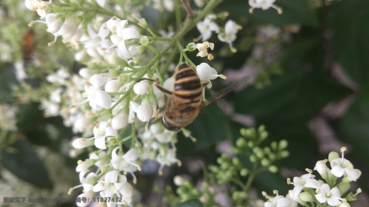 白色花朵 虫子 春天 花草 昆虫 蜜蜂 摄影图库 微 距 采 蜜 微距蜜蜂采蜜 采蜜 生物 自然景观 田园风光 生物世界 psd源文件