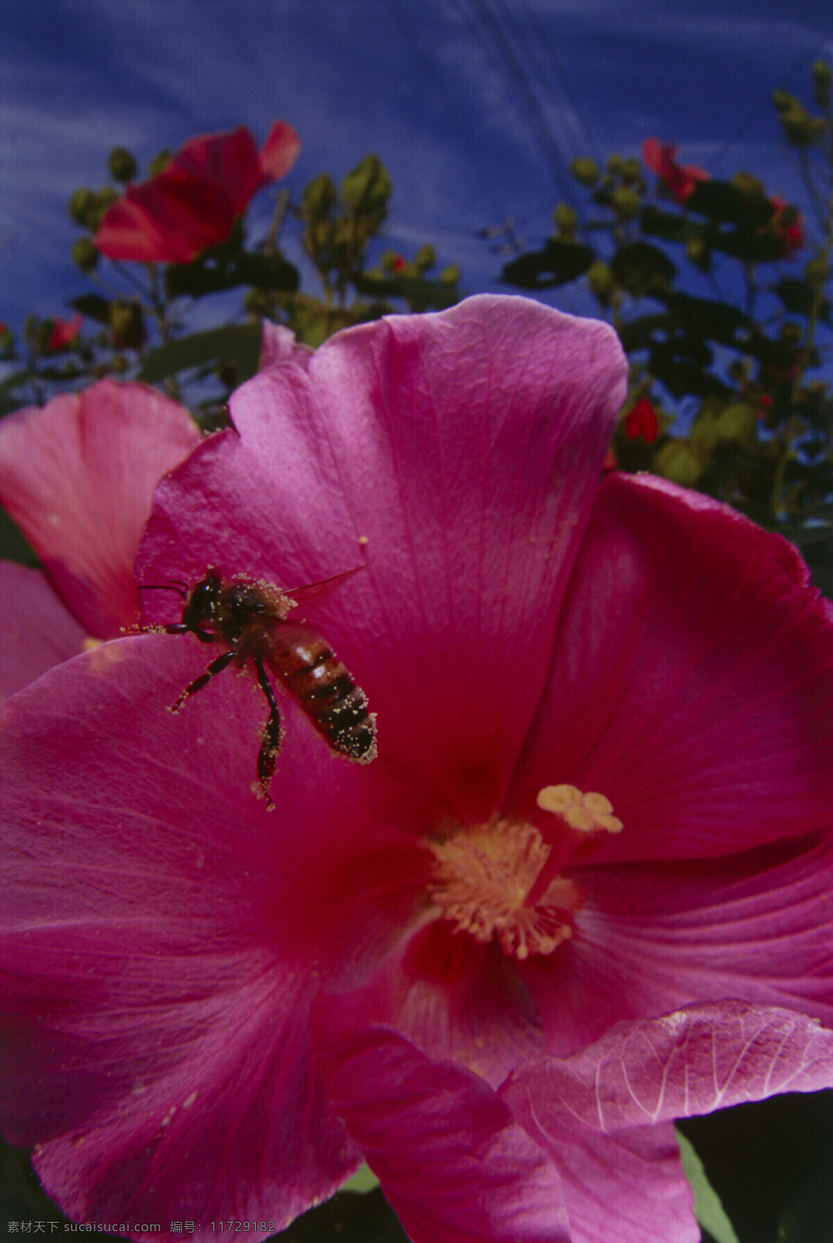 正在 采 蜜 蜜蜂 小蜜蜂 采蜜 美丽鲜花 花丛 花朵 动物世界 昆虫世界 花草树木 生态环境 生物世界 野外 自然界 自然生物 自然生态 高清图片 自然 植物 户外