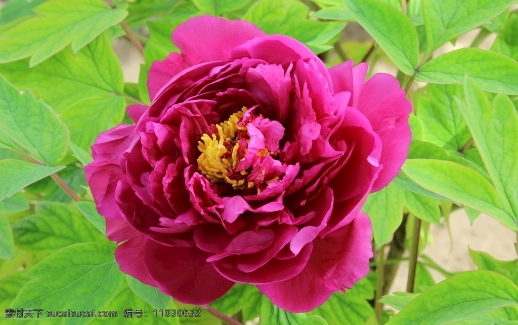 牡丹花 牡丹 观赏花卉 鼠姑 木芍药 百雨金 洛阳花 花朵 花瓣 花蕊 花卉 花儿 花草 植物 园林绿化 绿化景观 芍药牡丹 生物世界