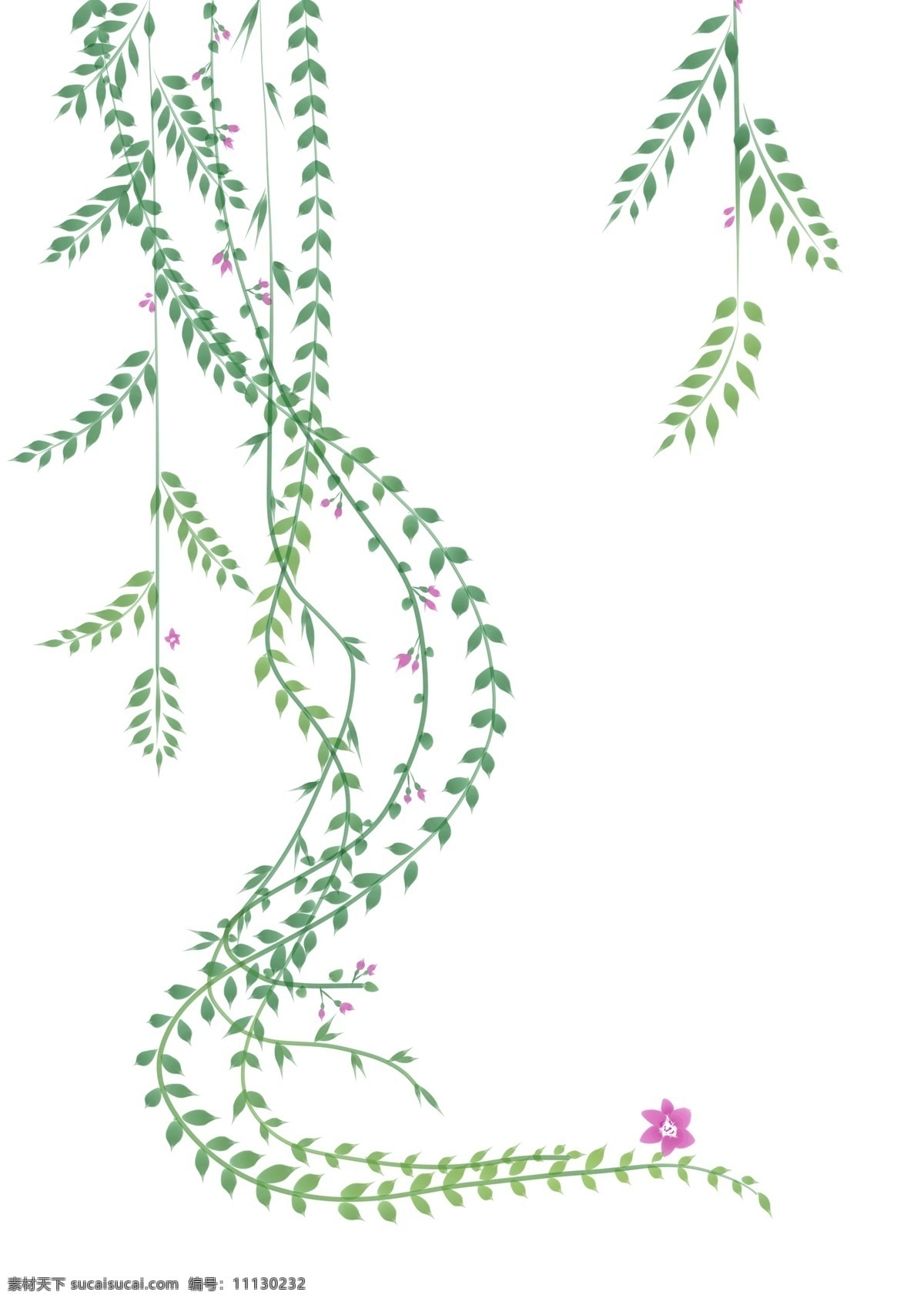 花 藤 植物 生长 插画 绿色的花藤 植物藤蔓 绿色植物 绿植装饰 卡通插画 春天的花藤 花藤 藤蔓