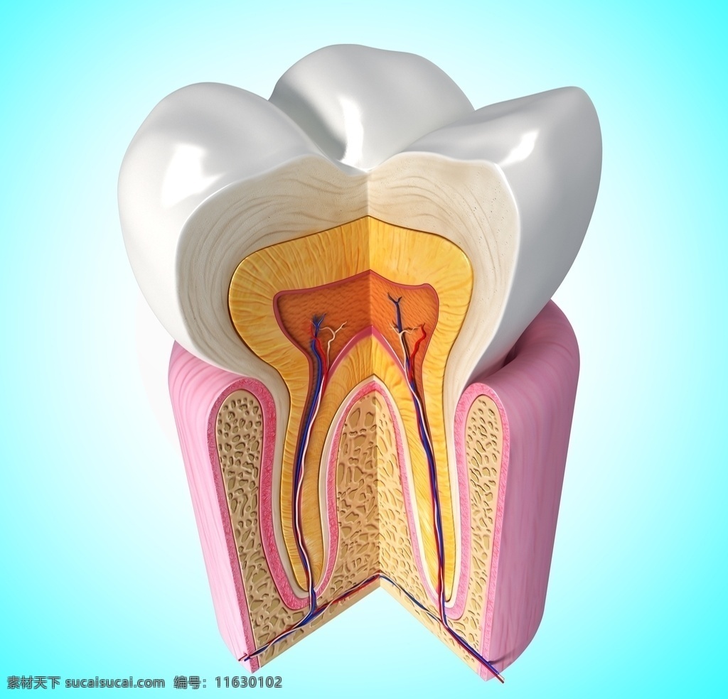 牙齿模型图片 牙齿模型 牙齿 模型 牙医 牙科 牙科医生 医生 医院 牙痛 牙 蛀牙 蚜虫 文化艺术