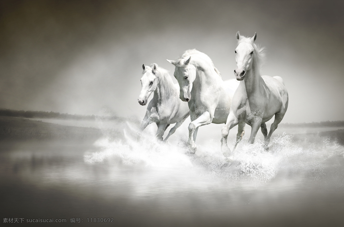 漂亮 白色 马头 高清 马 骏马 白色的马 漂亮的马 可爱的白马 动作 奔跑 动物 写真 特写 生物世界 野生动物
