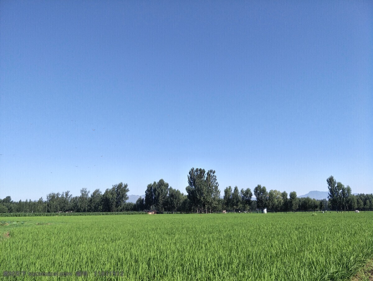 稻田 田野 绿色 水稻 天空 蓝天 远山 绿树 田园风光 风景图 自然景观 自然风景