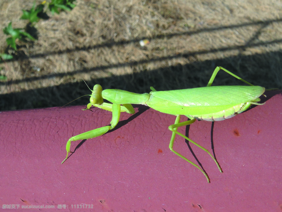 螳螂 绿色生物 带角生物 昆虫 生物世界 粉色