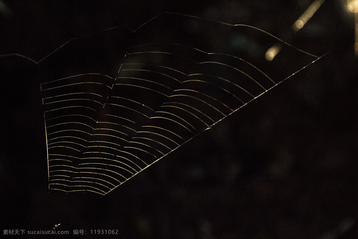 晨光 下 蜘蛛网 银色 生命 光影 生物世界 昆虫