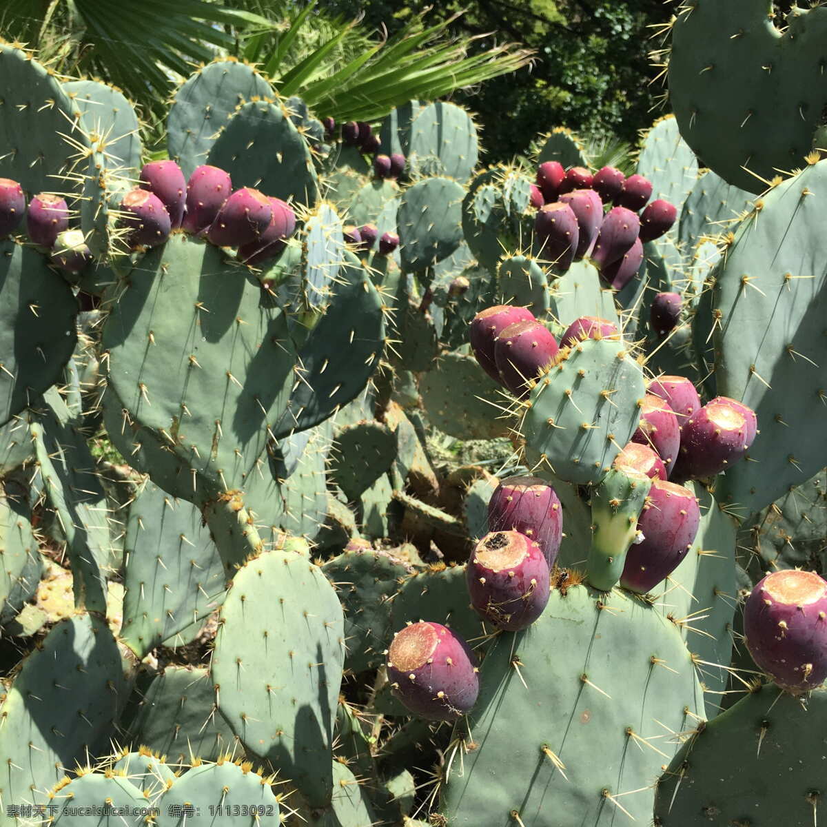 观赏植物 花草 沙漠植物 仙人掌片 生物世界