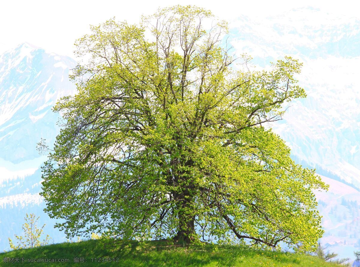 大树 树木 植物 绿色 生命 茁壮 参天大树 清新 自然景观 自然风景 摄影图库