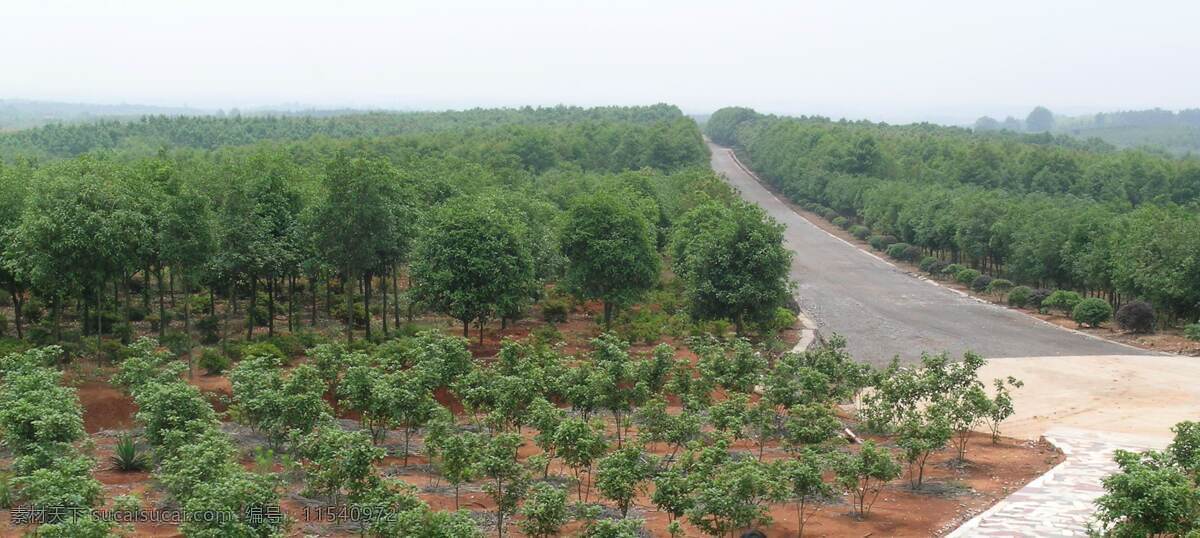 苗木基地 树木 公路 天空 背景底纹 自然风景 自然景观