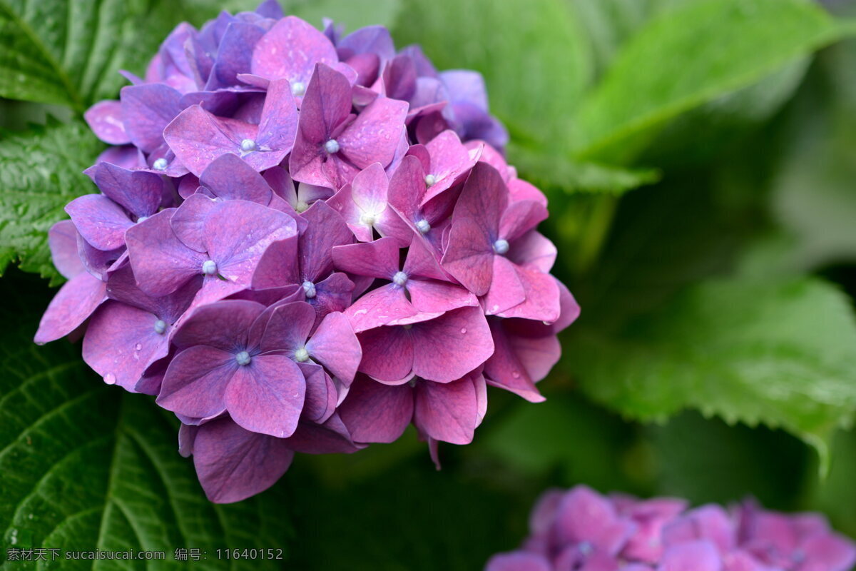 紫色 绣 球花 花卉 花草 植物 鲜花 花