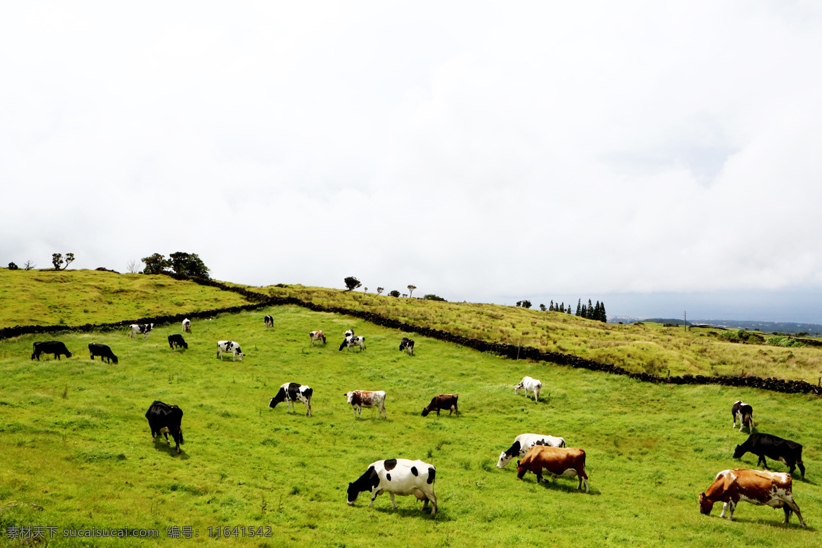 草原 上 觅食 牛 羊 绿色 天空 牲畜 牛羊觅食 生物世界 家禽家畜